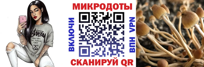 kraken маркетплейс Полярный Псилоцибиновые грибы Psilocybine cubensis